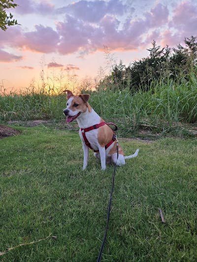 Le meilleur harnais pour votre jack russell : guide complet